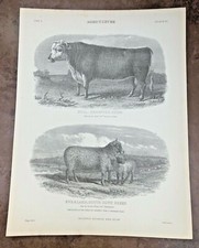 Circa 1880s print for sale  FORDINGBRIDGE