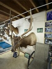 Large elk head for sale  Brooklyn