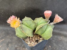 Astrophytum myriostigma nudum usato  Massafra