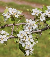 Pyrus betulifolia pera usato  Napoli