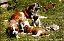 Chanoine marquis chiens d'occasion  Gurgy