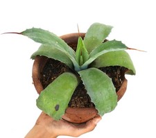 Agave utahensis agave usato  Napoli
