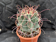 Ferocactus covillei cactus usato  Massafra