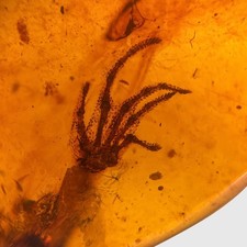 Burmite amber fossil for sale  GILLINGHAM