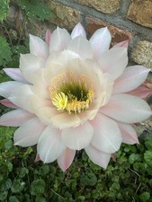 Ibrido trichocereus ka2015.09. usato  Spedire a Italy