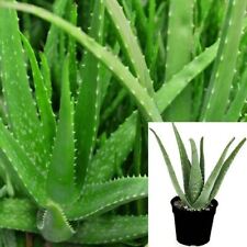 Aloe vera plant for sale  Modesto