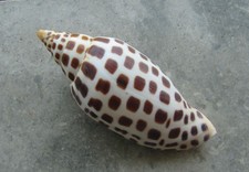 Rare junonia volute for sale  Valley Falls