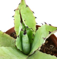 Agave bovicornuta agave usato  Napoli