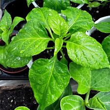 Bangladeshi naga morich for sale  BIRMINGHAM