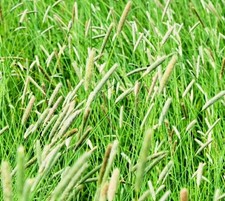 Climax timothy grass for sale  Cottonwood