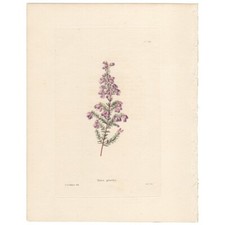 Loddiges botanical cabinet for sale  Chicago