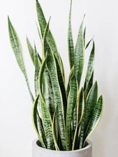 Snake plant clipping for sale  Avondale
