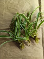Reverse variegated spider for sale  Greensboro