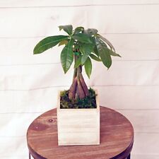 Live money tree for sale  Lake Worth