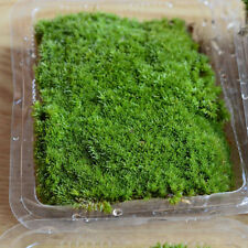 Dry moss micro d'occasion  Expédié en Belgium
