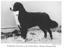 Bernese mountain dog for sale  Tampa