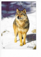 Chien chiens wolf d'occasion  Expédié en Belgium