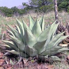 Agave havardiana seeds for sale  GODALMING