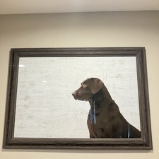 Chocolate lab see for sale  Dinuba