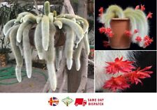 Monkey tail cactus for sale  BROCKENHURST