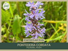 Pontederia cordata pickerel for sale  Portville