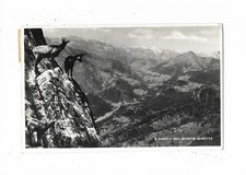 Belluno caccia sul usato  Italia