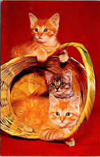 adorable tabby kittens for sale adorable tabby kittens for sale Norman