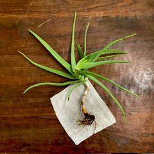 Tempe arizona organically for sale  Tempe
