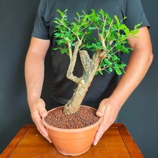Pre bonsai melograno usato  San Pancrazio Salentino