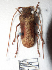 Insekten cerambycidae petrogna gebraucht kaufen  Pliezhausen