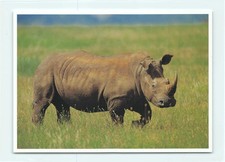 Afrikanisches breitmaulnashorn gebraucht kaufen  Menden (Sauerland)