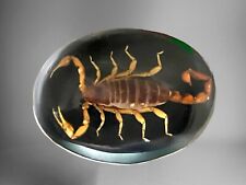 Vintage genuine scorpion for sale  Arcadia
