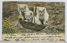 Adorable kittens basket for sale  Scotland