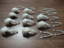 real bird skull for sale  Madawaska