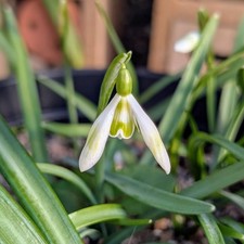 Galanthus greenish virescent for sale  HOLYHEAD