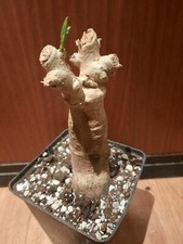 Adansonia digitata caudex gebraucht kaufen  Laboe