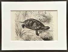 Pond turtle terrapin for sale  NORWICH