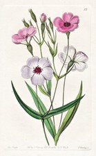 Viscaria oculata blume d'occasion  Expédié en France