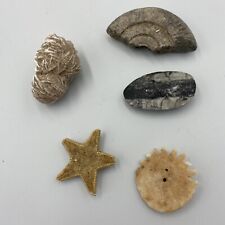 Collection fossils prehistoric for sale  SUTTON COLDFIELD