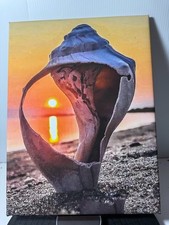 Sunset thru shell for sale  Rockford