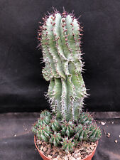 Euphorbia horrida cactus usato  Massafra
