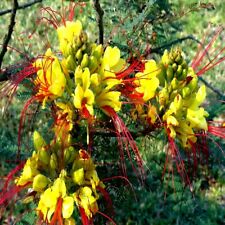 Mexican desert yellow for sale  Lincolnton