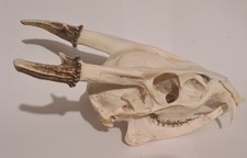 muntjac for sale  RUGBY