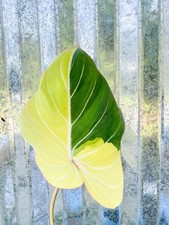 beautiful houseplant for sale beautiful houseplant for sale Homestead
