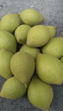Lbs green walnuts for sale  Chadron