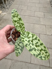 Paphiopedilum curtisii species gebraucht kaufen  Augsburg