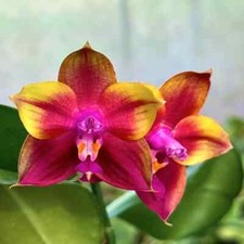 Fragrant phalaenopsis phal. for sale  Fullerton