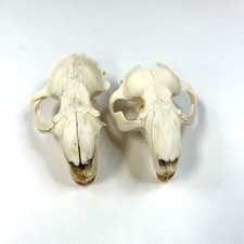 Lot beaver skull for sale  Waseca