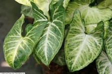 Syngonium podophyllum syngoniu for sale  Cincinnati