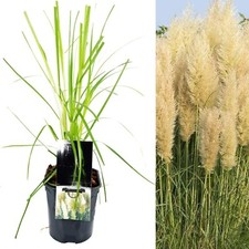 Pampas grass pumila for sale  GLASGOW